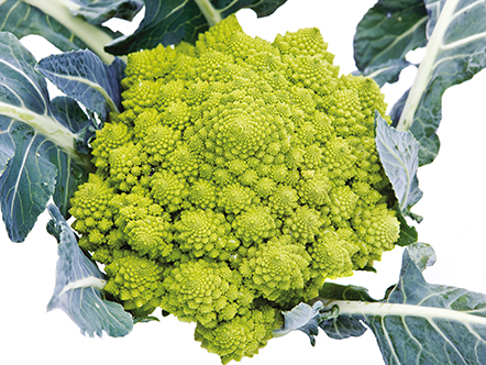 Romanesca Cabbage